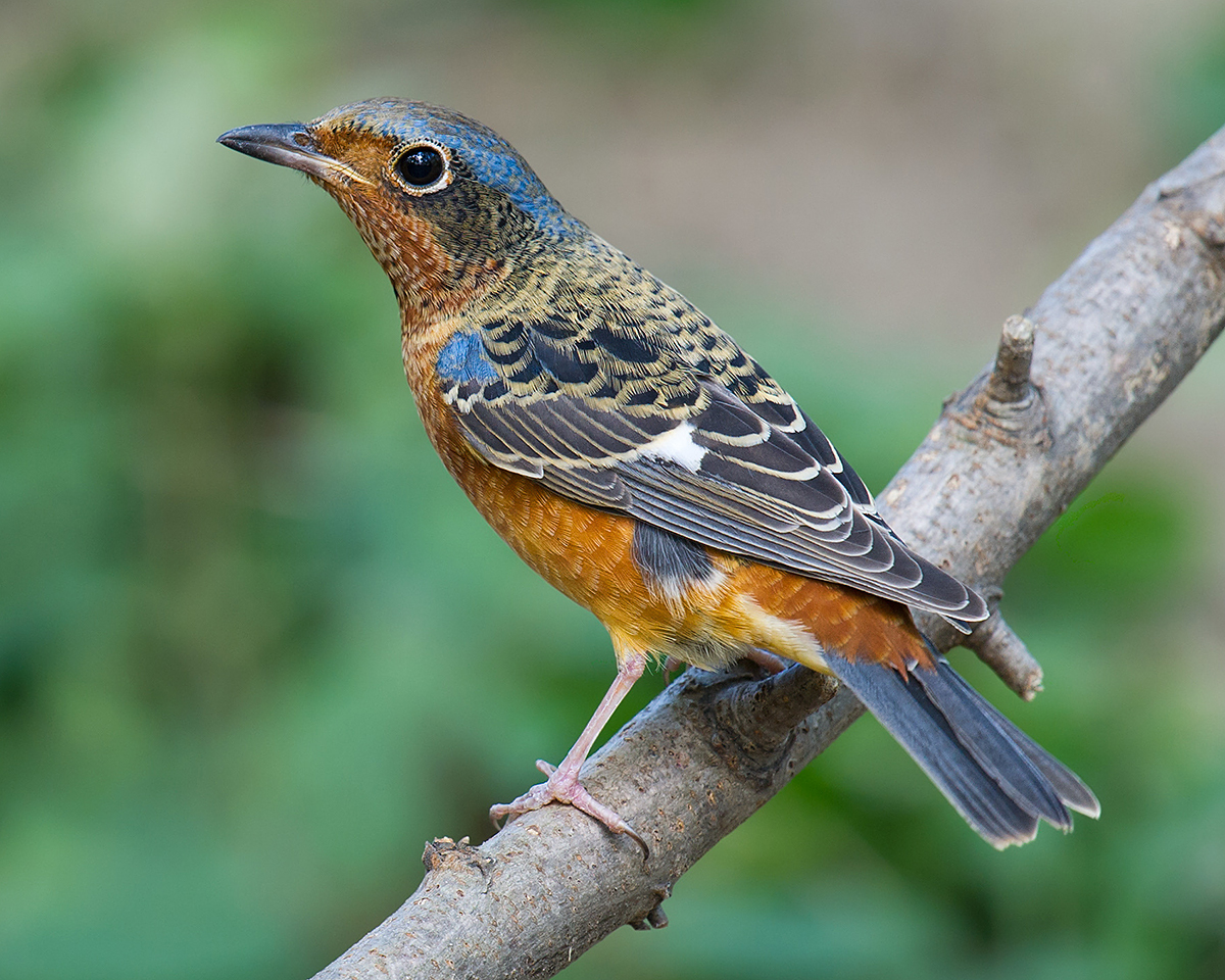 White-throated Rock Thrush