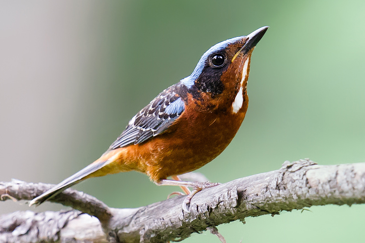 White-throated Rock Thrush