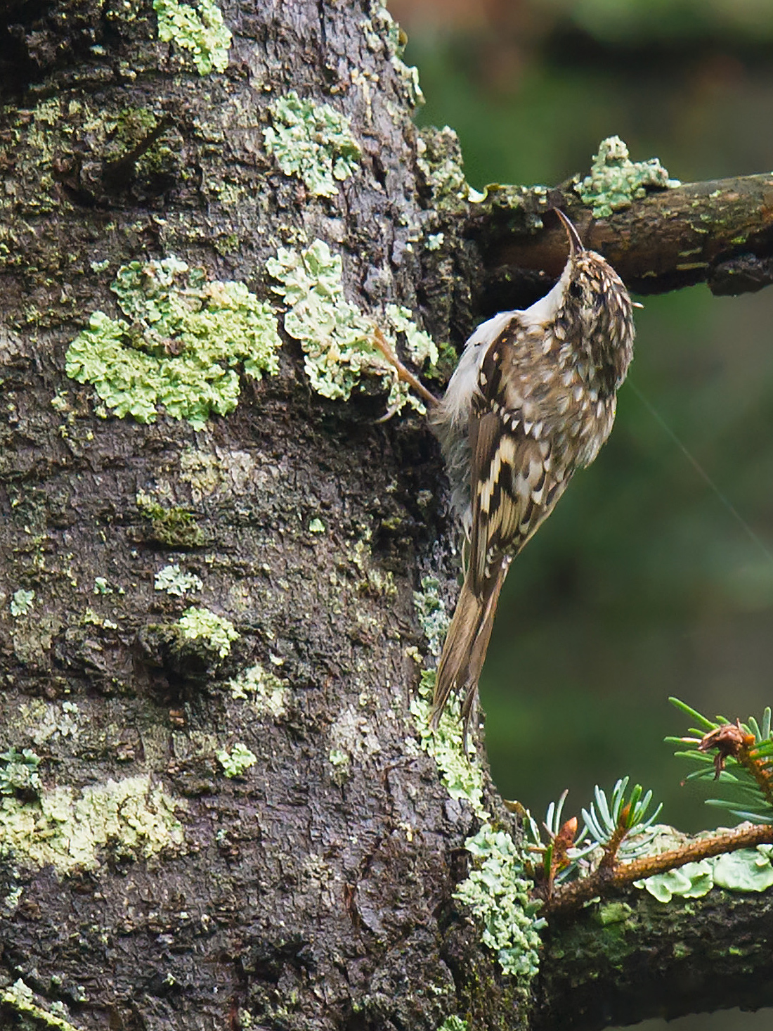 Eurasian Treecreeper