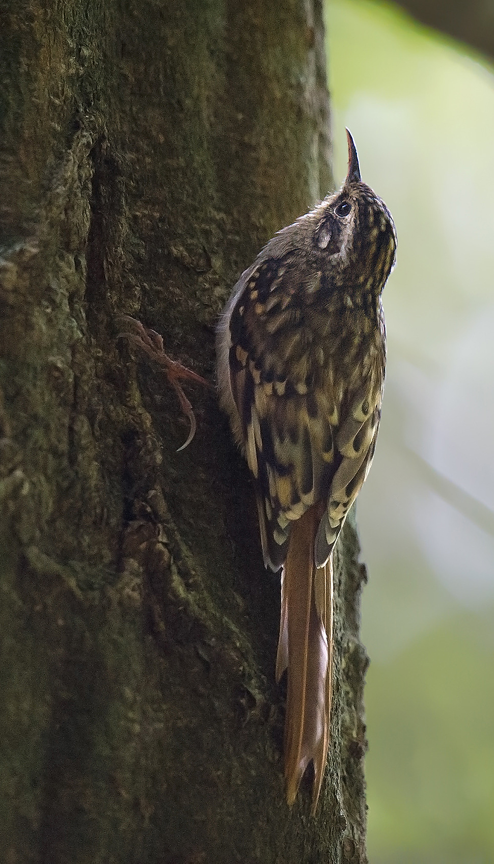 Hume's Treecreeper