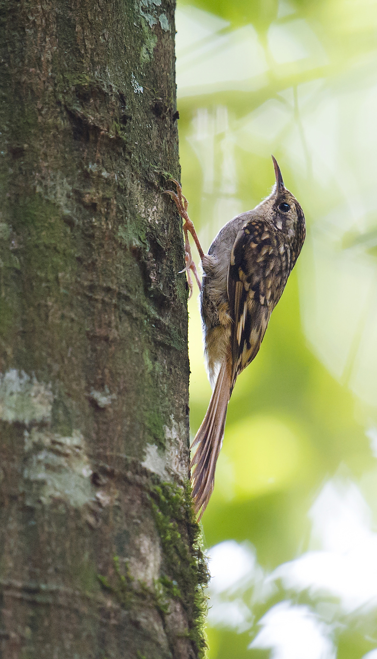 Hume's Treecreeper