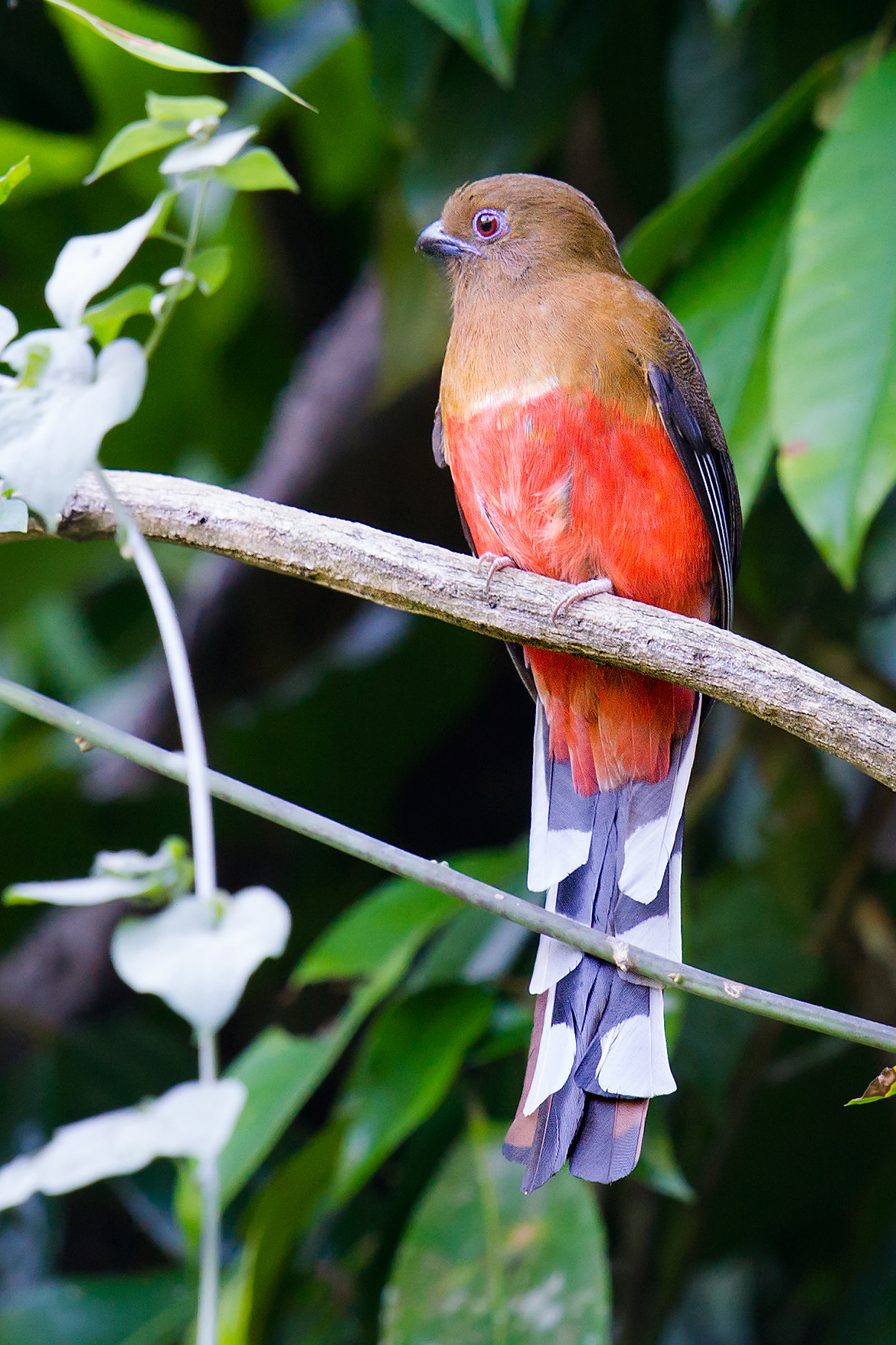 Red-headed Trogon