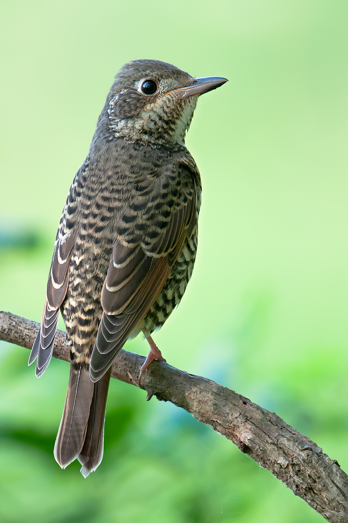 White-throated Rock Thrush