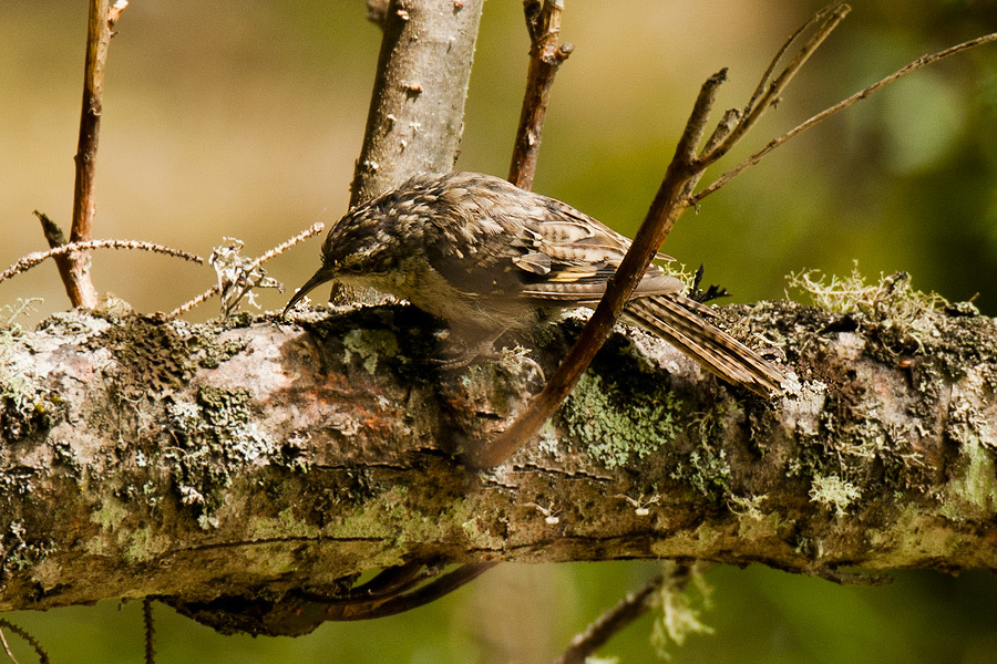 Bar-tailed Treecreeper