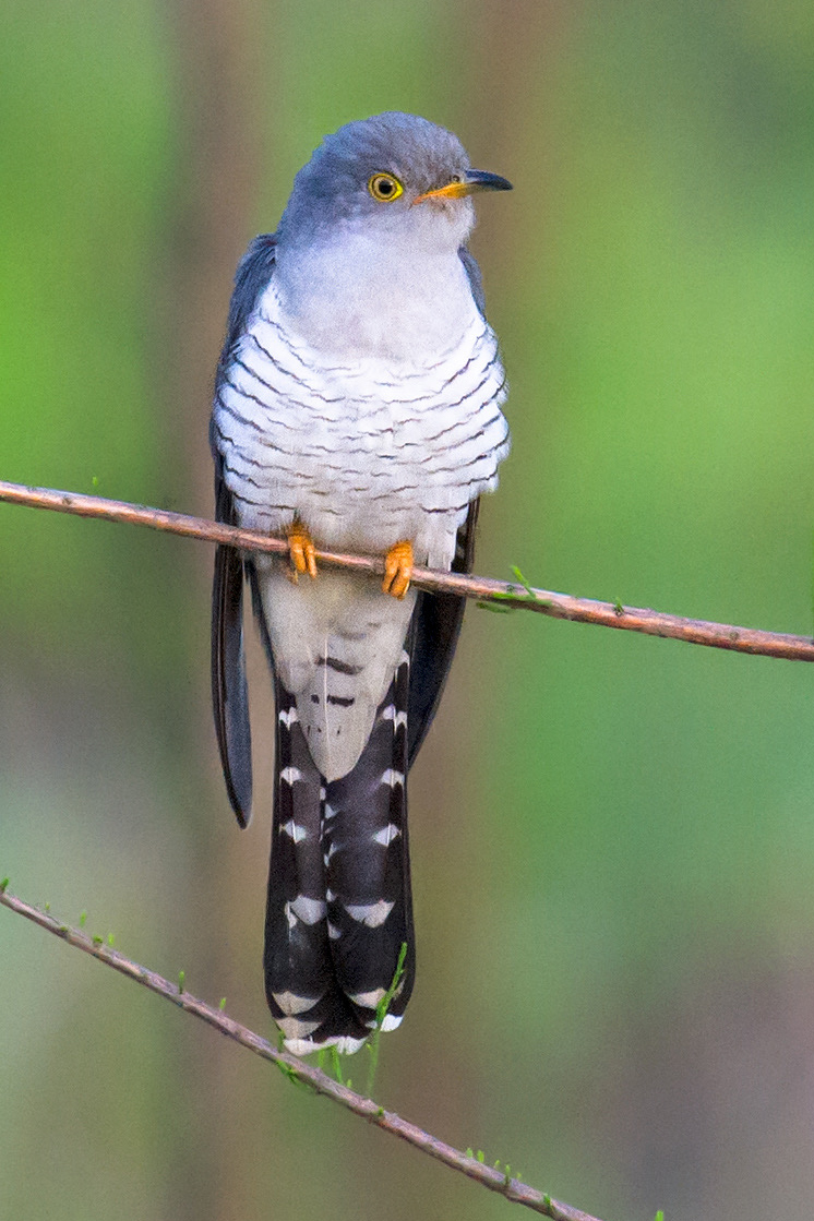 Common Cuckoo