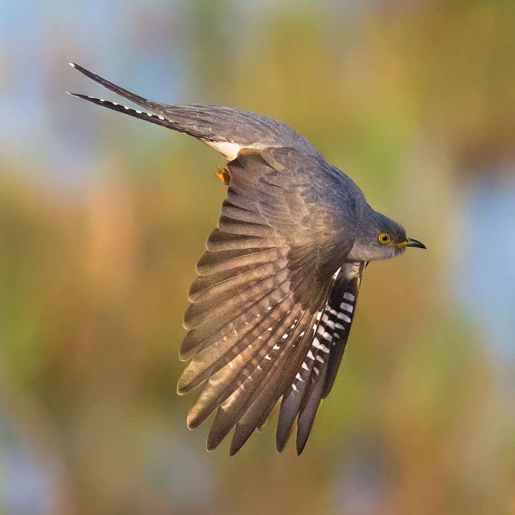 Common Cuckoo