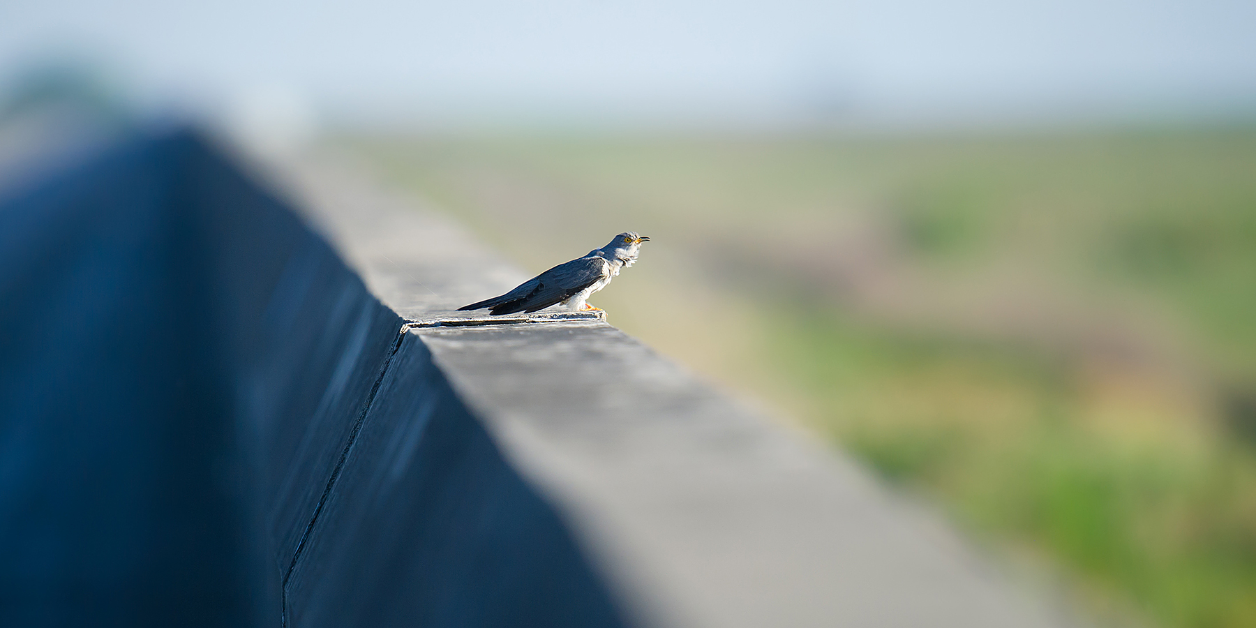 Common Cuckoo