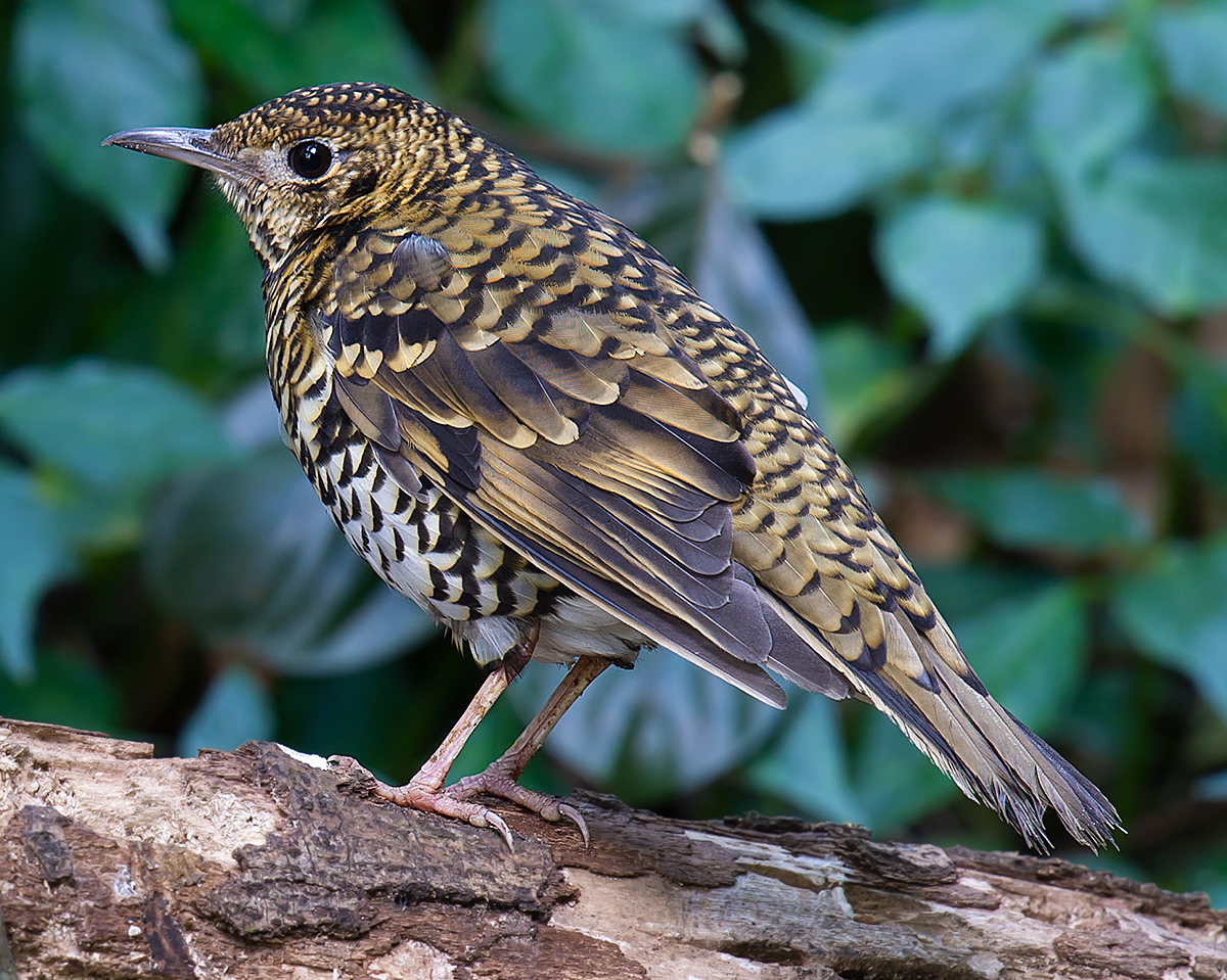 scaly thrush