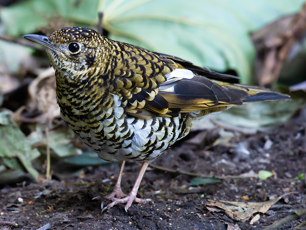 scaly thrush