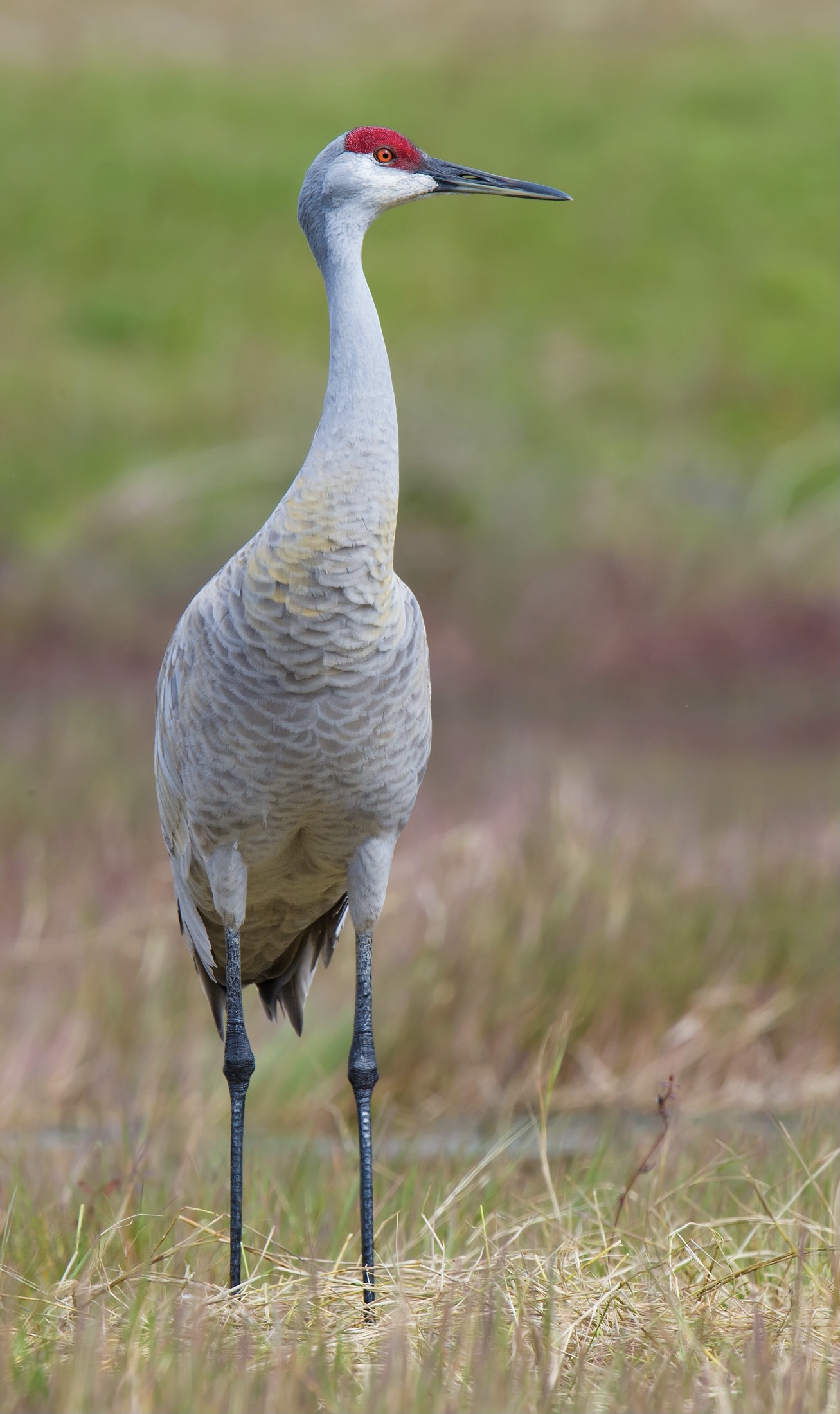 Sandhill Crane in China - Shanghai Birding 上海观鸟