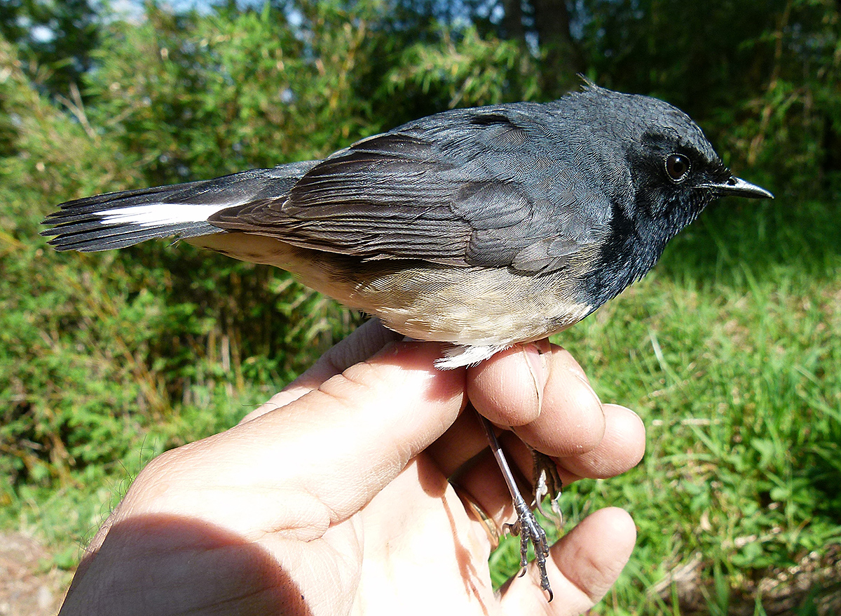 Blackthroat