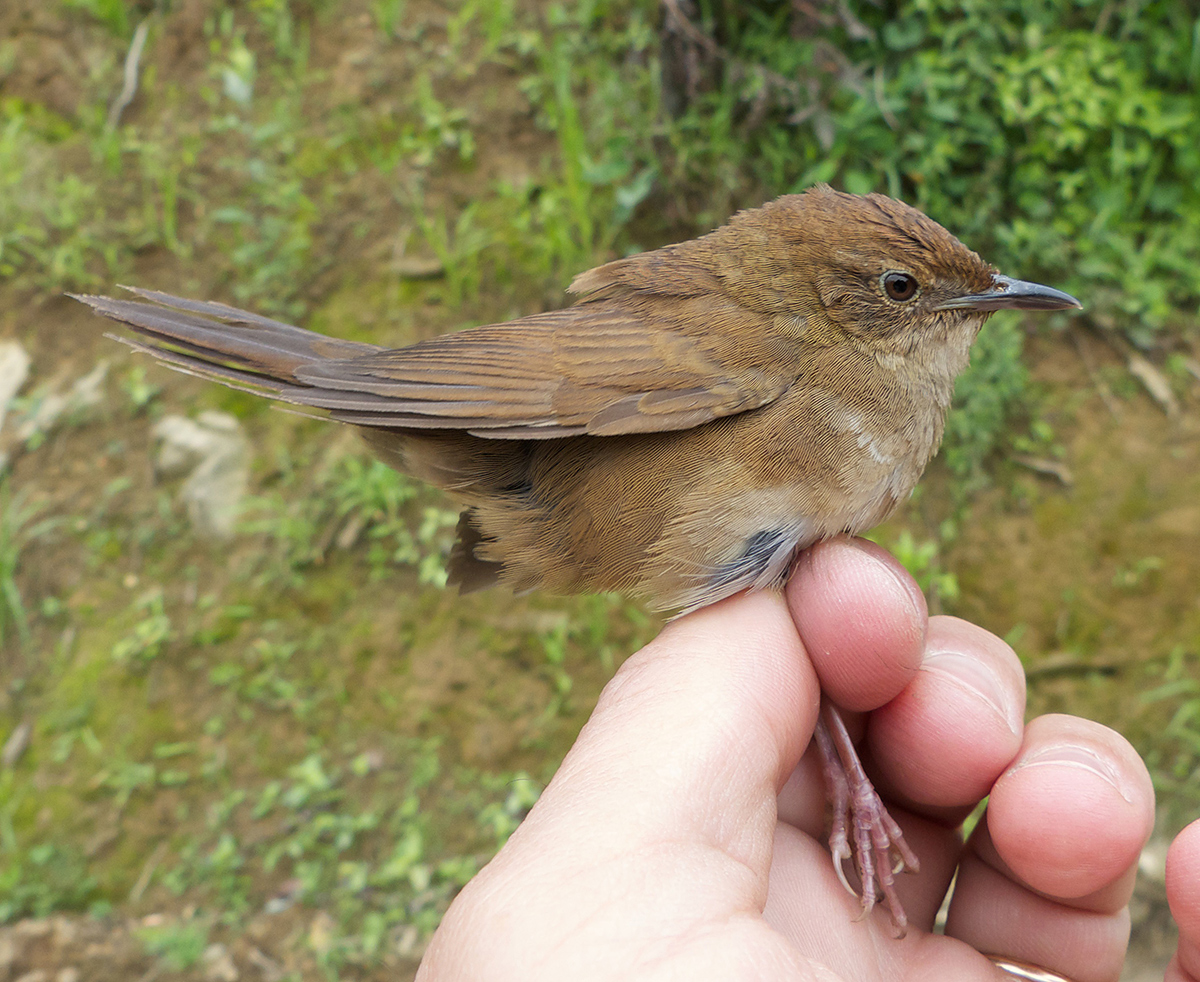 Sichuan Bush Warbler