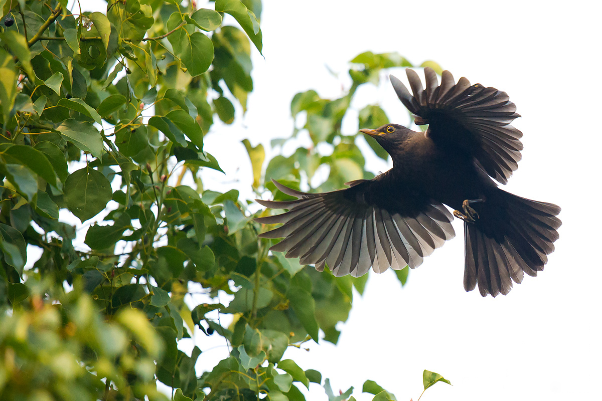 Chinese Blackbird