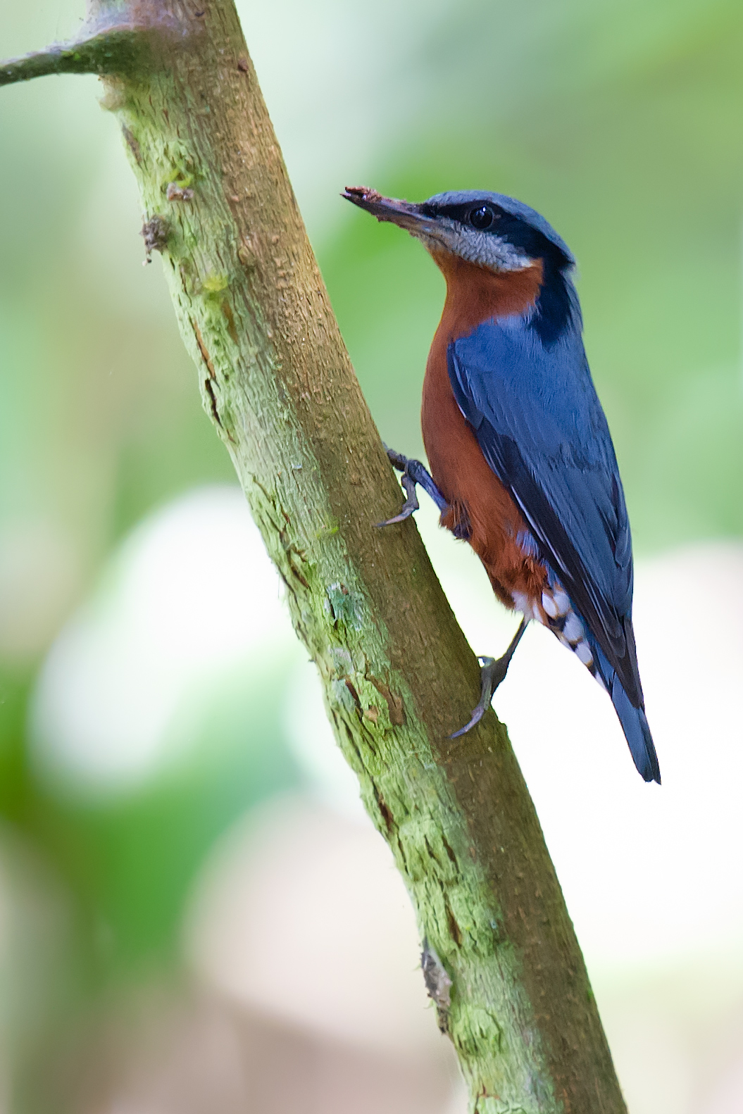 chestnut-bellied nuthatch