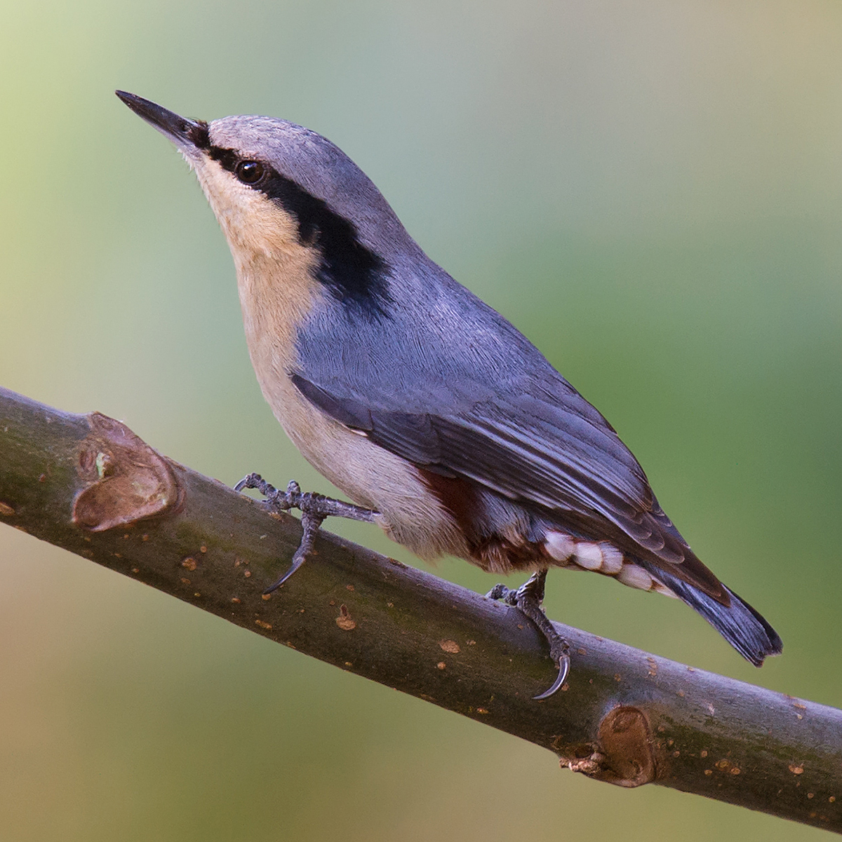 Chestnut-vented Nuthatch