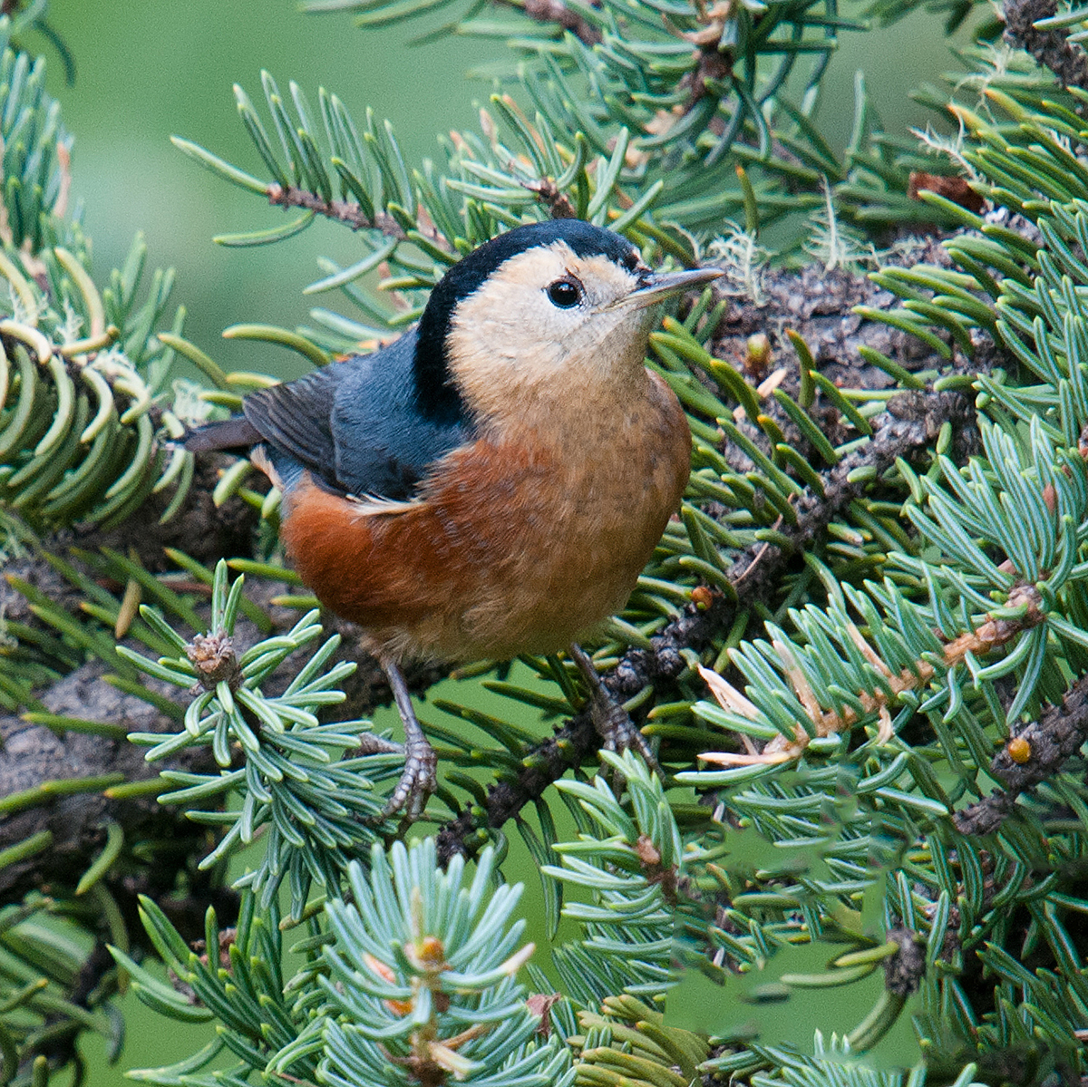 Przevalski's Nuthatch