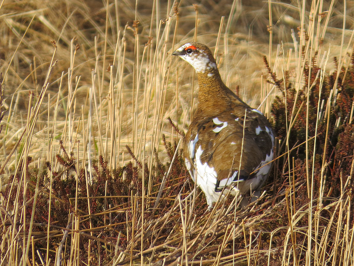 Rock Ptarmigan