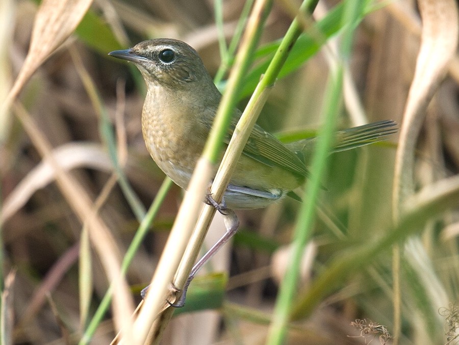 Siberian Rubythroat