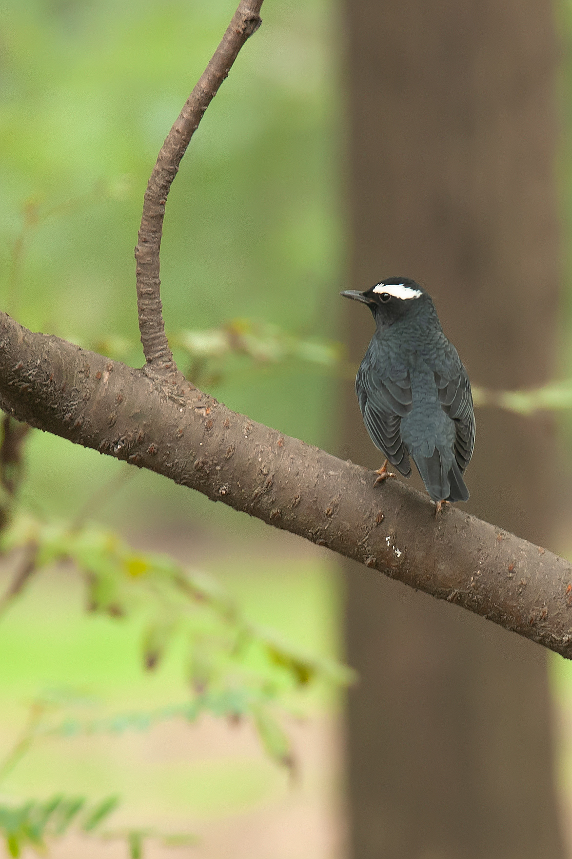 Siberian Thrush