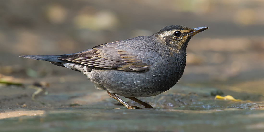 Siberian Thrush