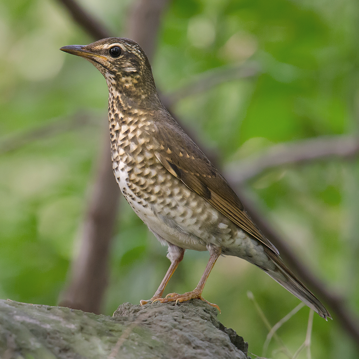 Siberian Thrush