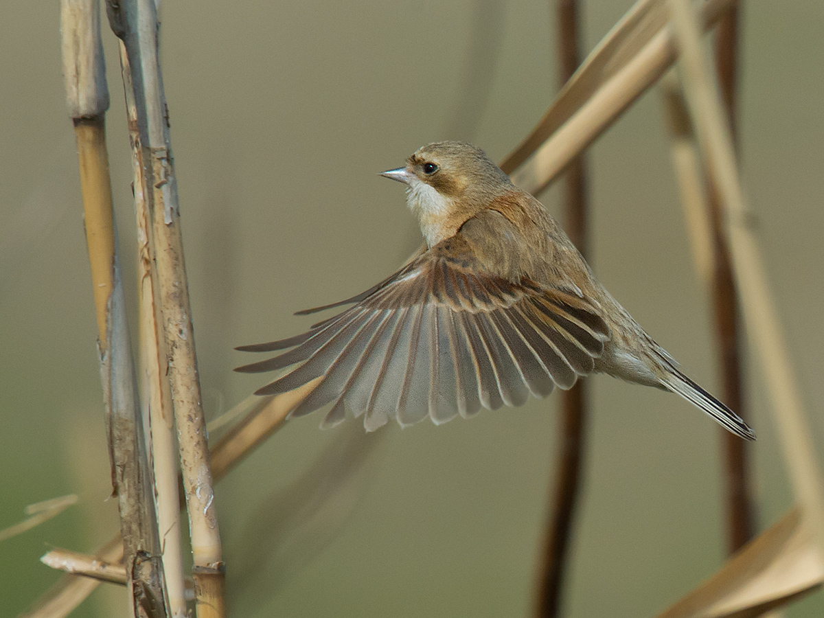 Chinese Penduline Tit