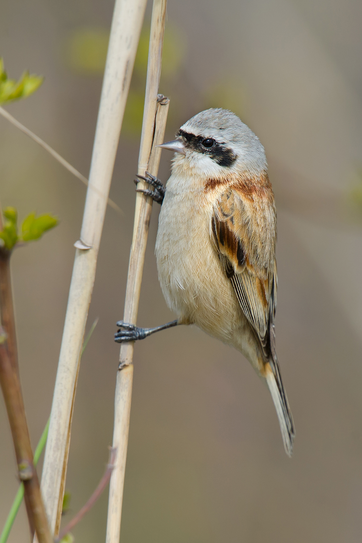 Chinese Penduline Tit