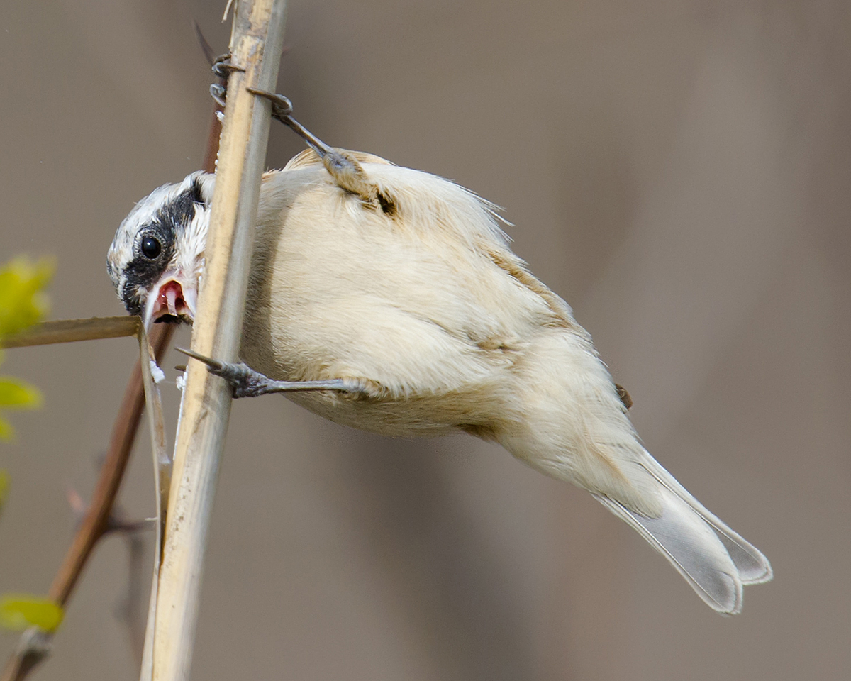 Chinese Penduline Tit