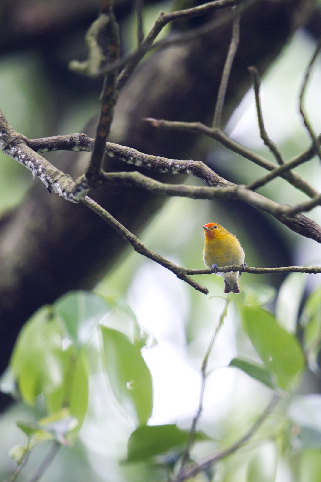 Fire-capped Tit