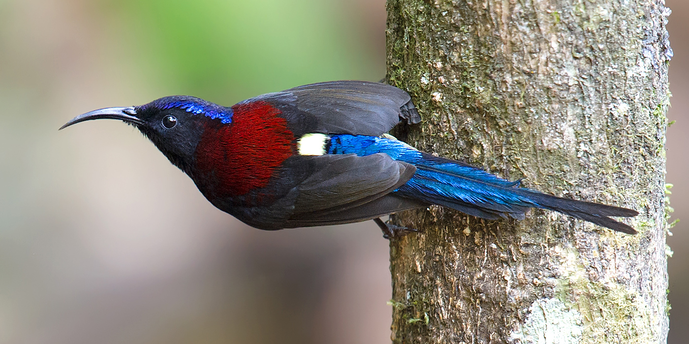 Black-throated Sunbird