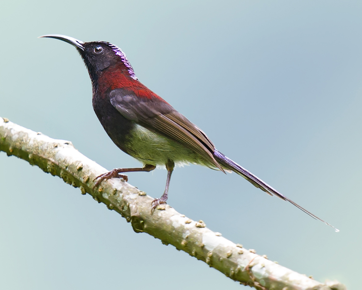 Black-throated Sunbird