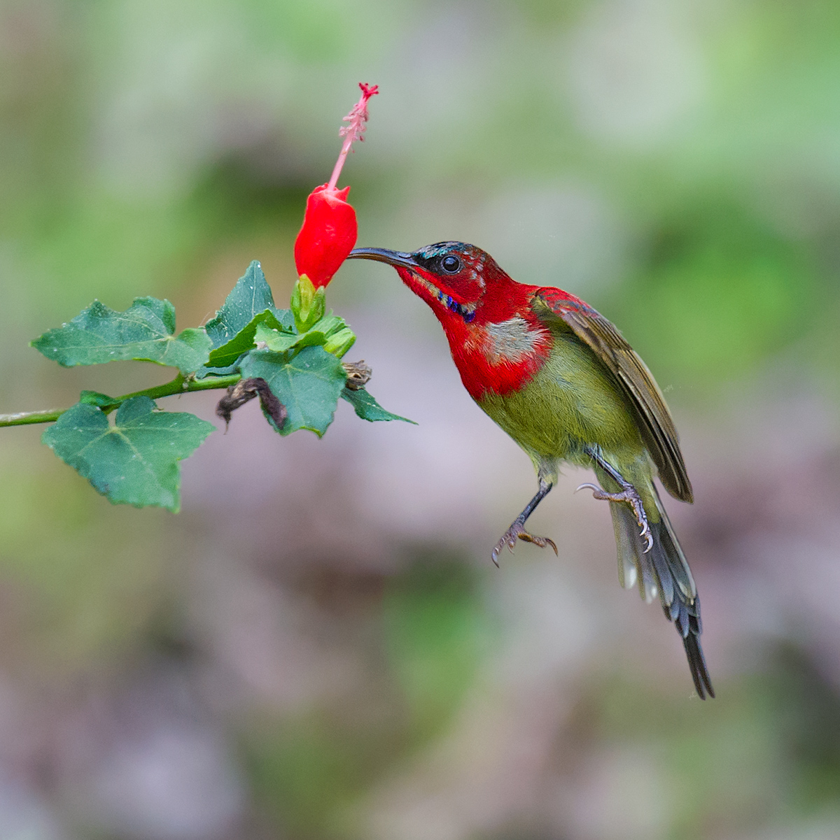 Crimson Sunbird