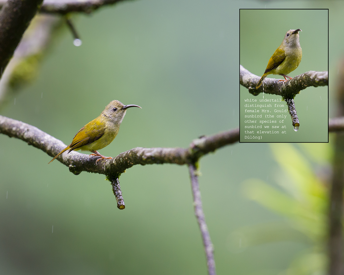 Green-tailed Sunbird