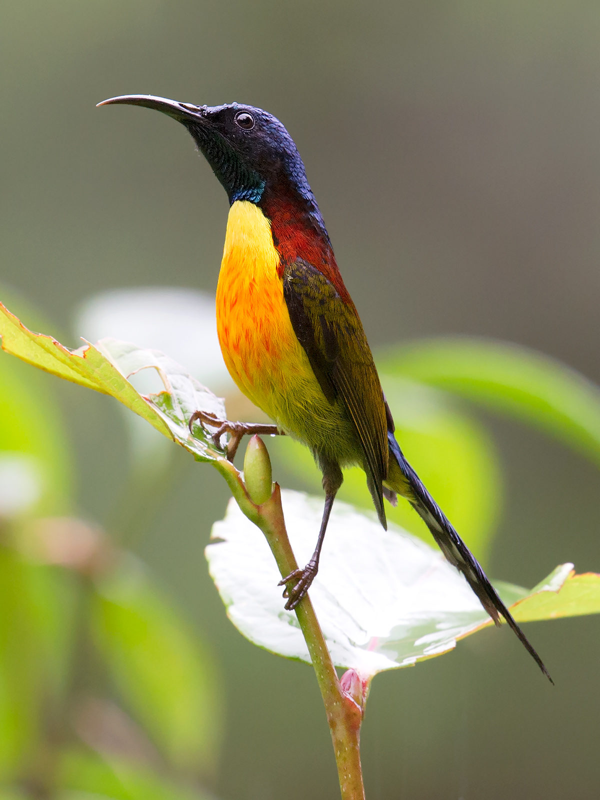 Green-tailed Sunbird