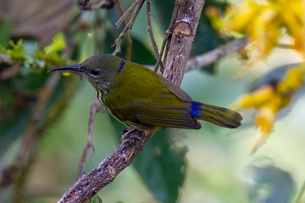 Purple-naped Sunbird