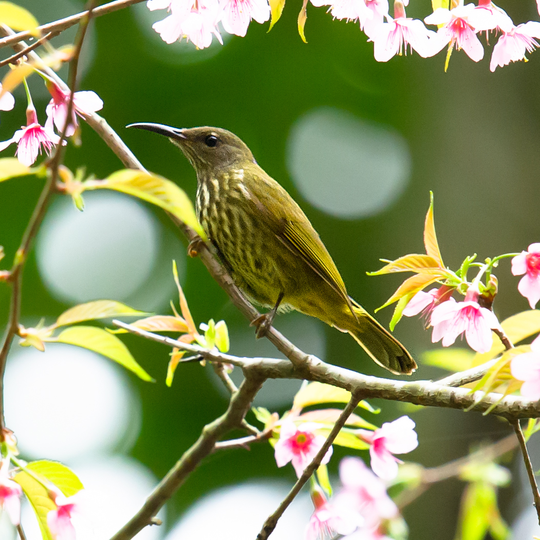 Purple-naped Sunbird