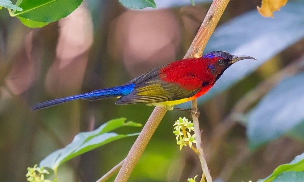 Mrs. Gould's Sunbird