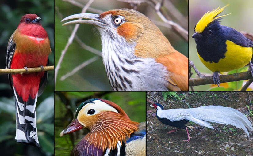 Birding Emeifeng, Fujian in February