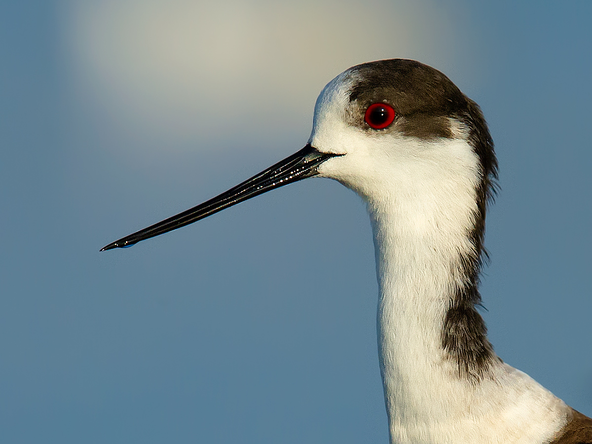 Black-winged Stilt