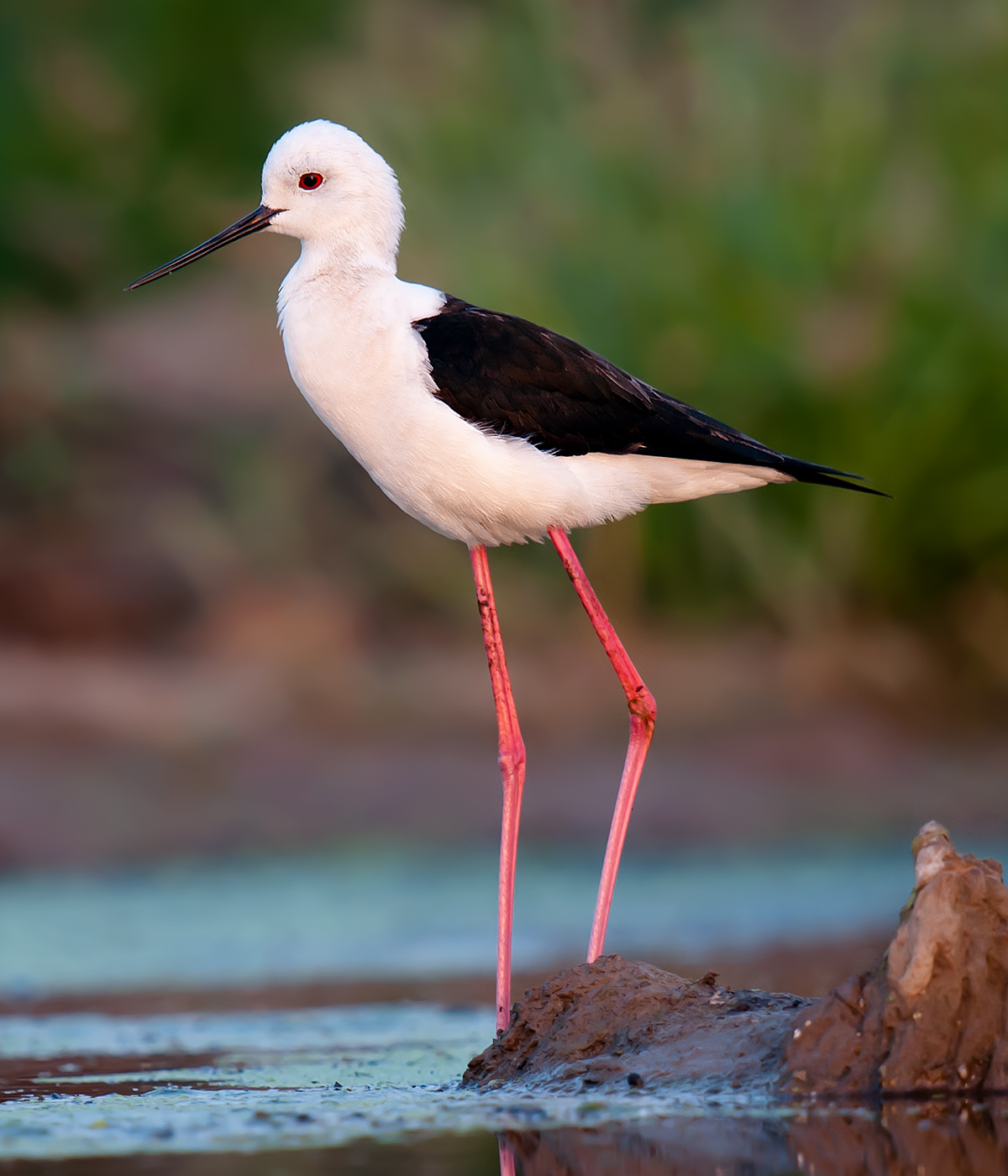 Black-winged Stilt