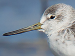 Nordmann's Greenshank