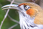 Grey-sided Scimitar Babbler