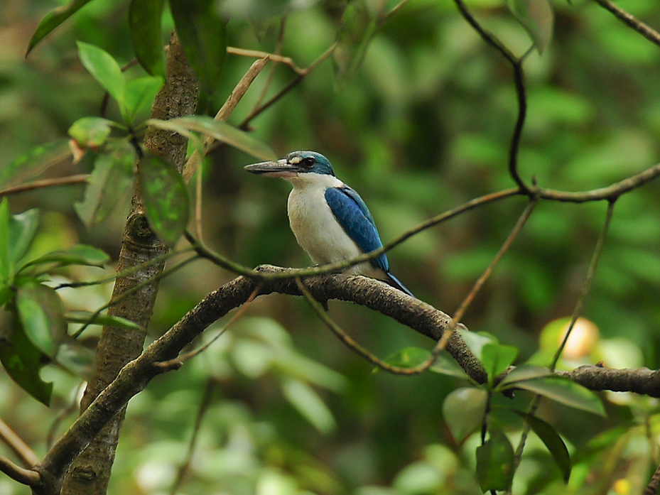 Collared Kingfisher