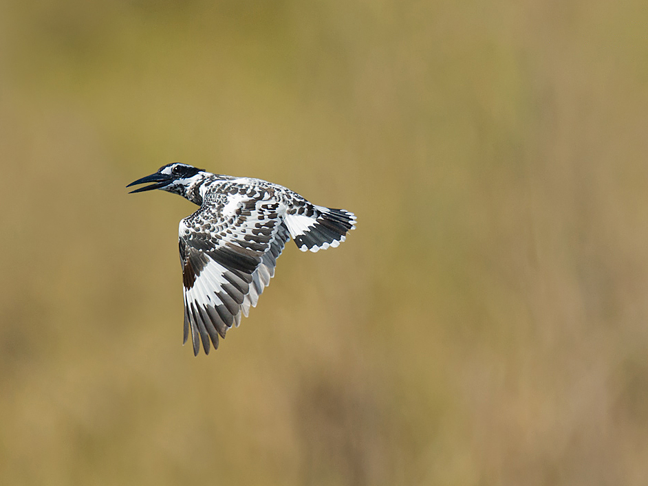 Pied Kingfisher