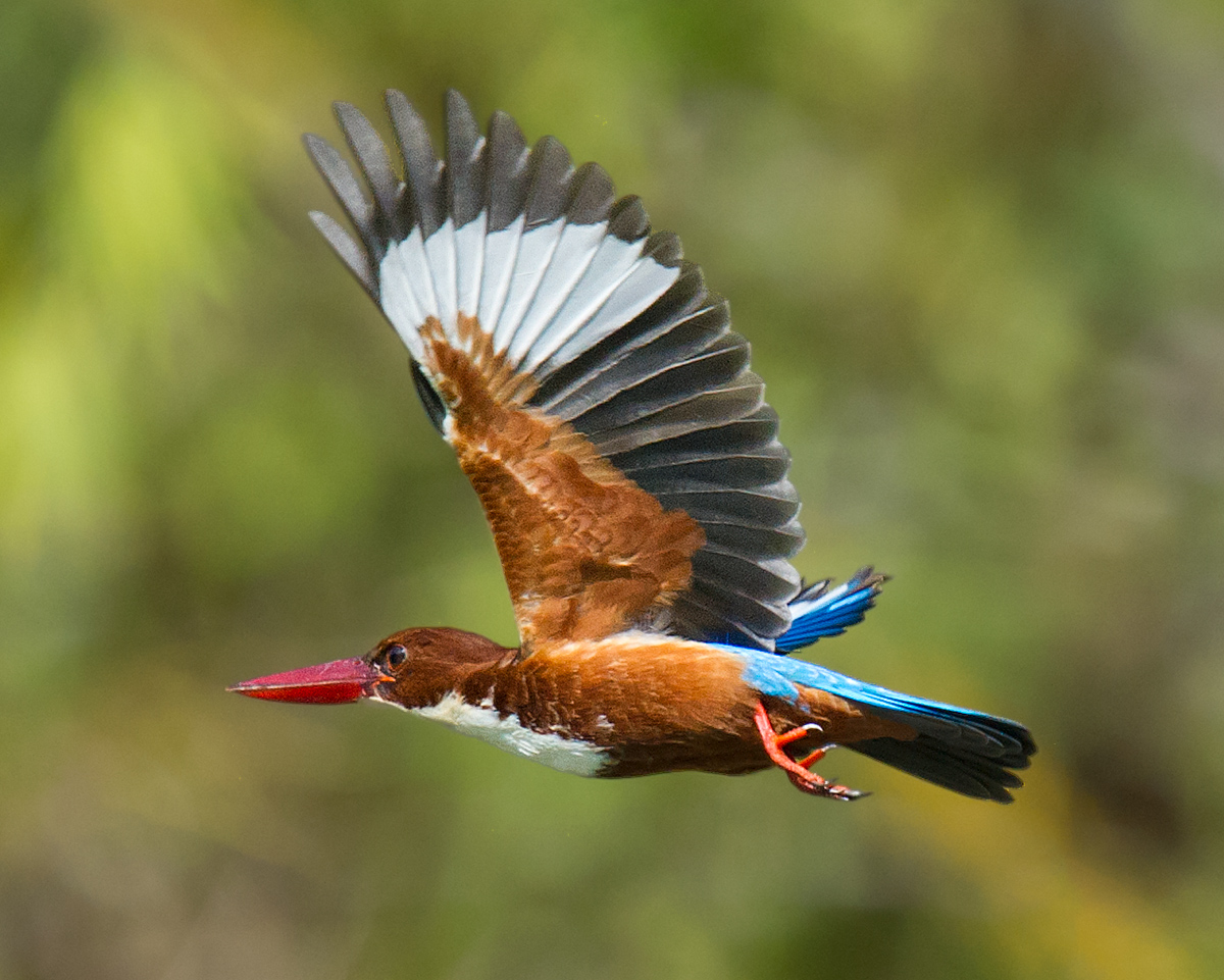 White-throated Kingfisher