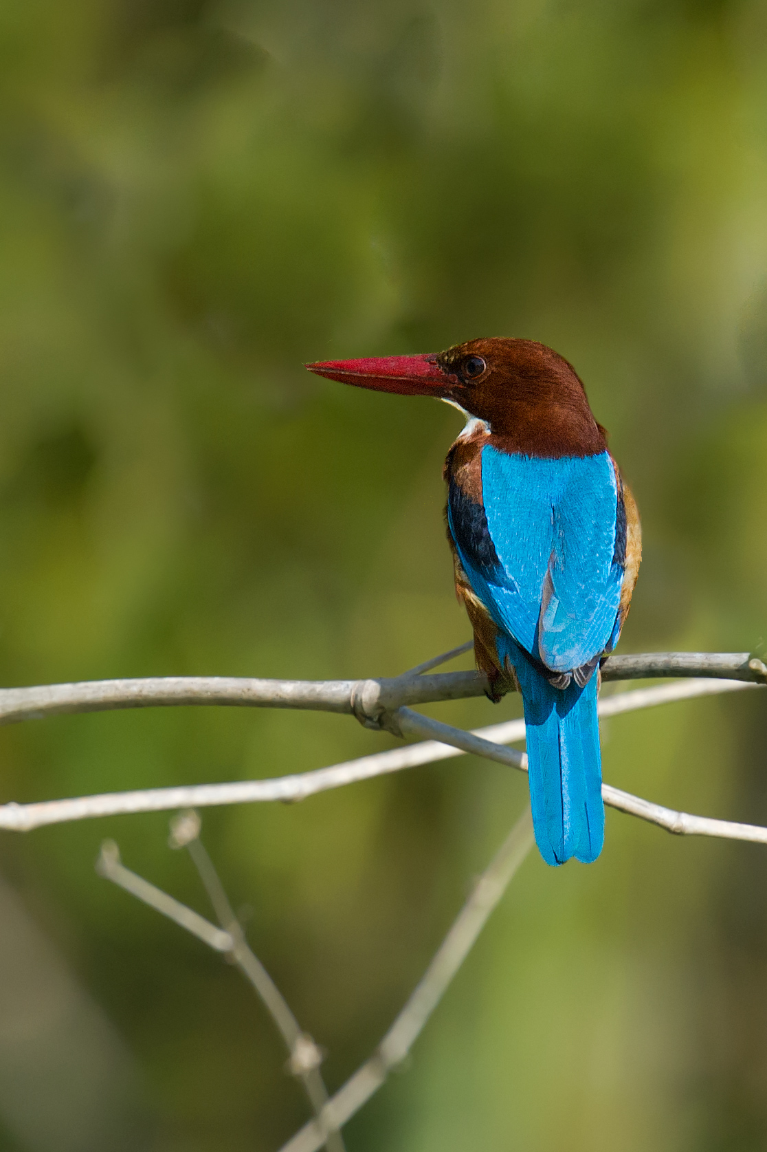 White-throated Kingfisher