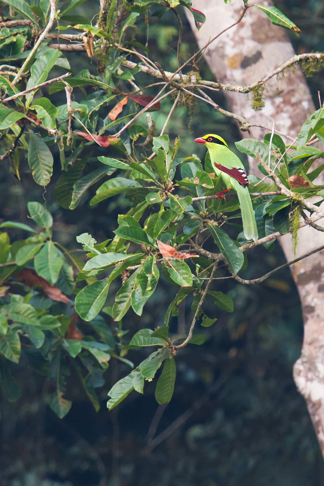 Common Green Magpie