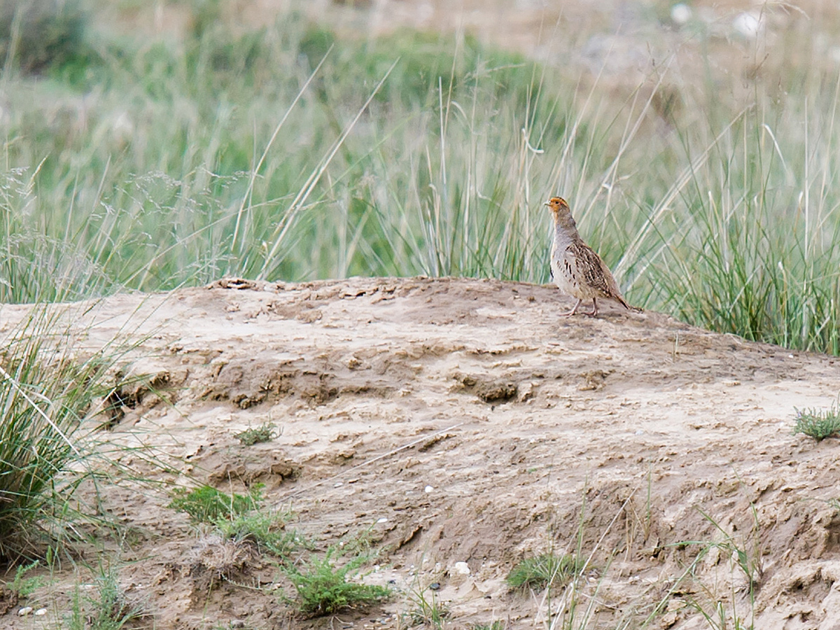 Daurian Partridge