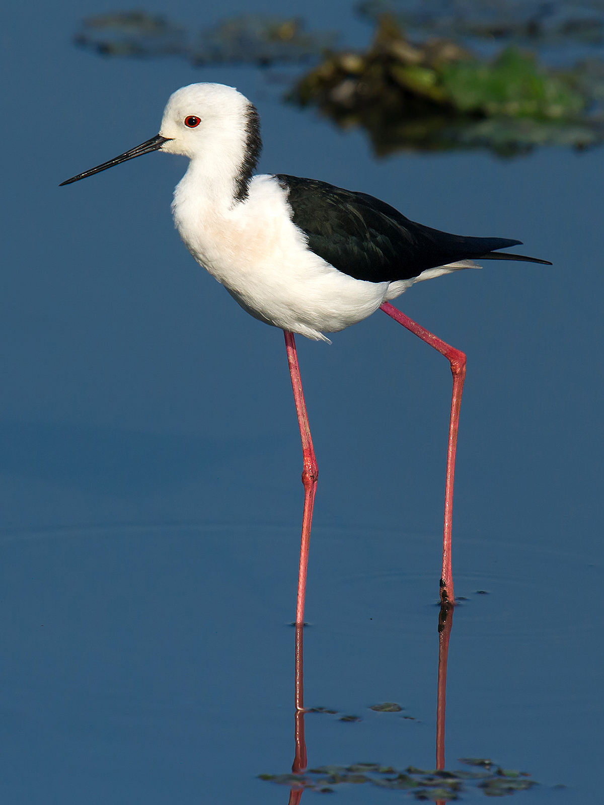 Black-winged Stilt