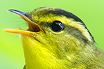 Sulphur-breasted Warbler-thumb